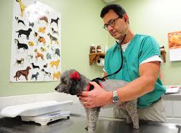 How to Hire a Veterinarian