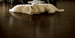 wood floor leveler