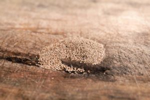 termite infestation