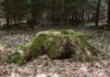 Why You Should Remove That Tree Stump