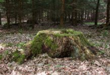 Why You Should Remove That Tree Stump