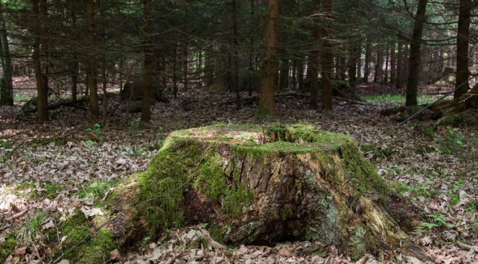 Why You Should Remove That Tree Stump