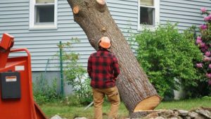 Benefits of Professional Stump Grinding