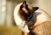 Cat Grooming Tips