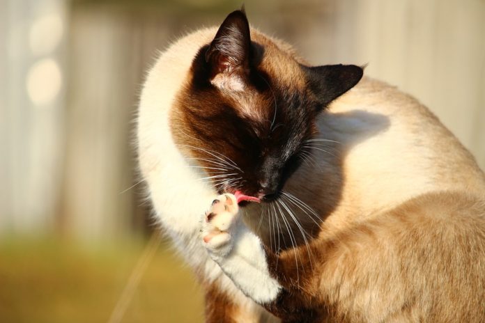 Cat Grooming Tips