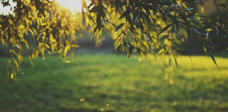 How To Keep Mosquitos Away From Yard