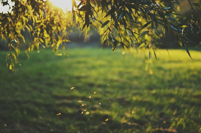 How To Keep Mosquitos Away From Yard