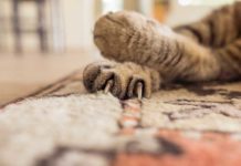 how to stop cat scratching carpet