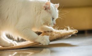 tips to stop cat scratching carpet