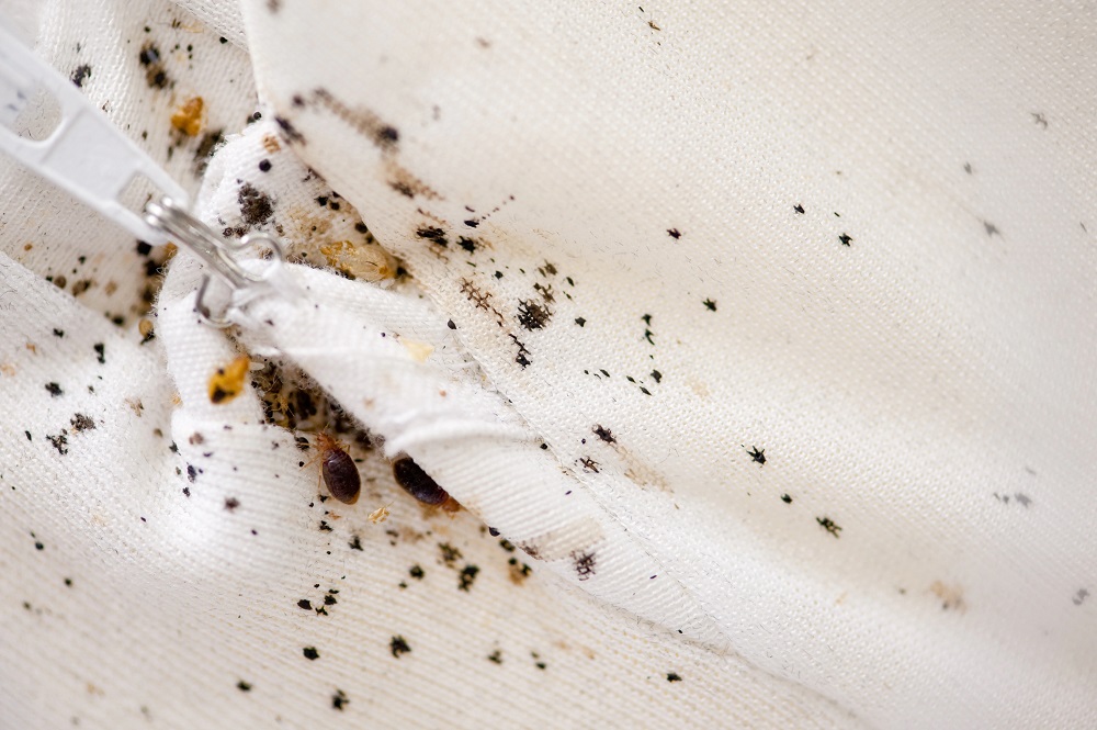 How To Remove Bed Bugs Stains On Sheets A Best Fashion