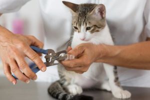 How to clip cat nails