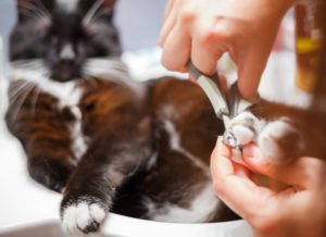 how often to clip cat nails