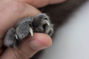 cat nail clipping near me