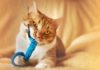 How to Choose the Right Toys For Your Cat