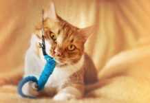 How to Choose the Right Toys For Your Cat