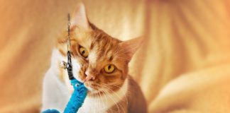 How to Choose the Right Toys For Your Cat