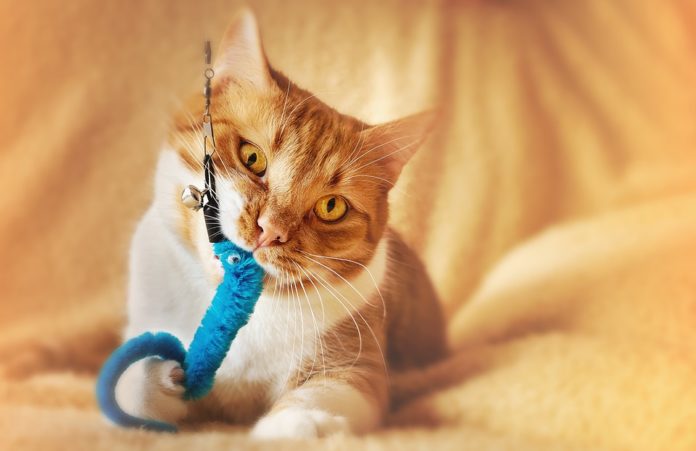 How to Choose the Right Toys For Your Cat