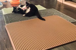 cat litter box mats