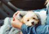 What is Emotional Support Animal letter