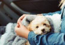 What is Emotional Support Animal letter