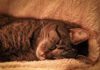 How to choose a cat sitter