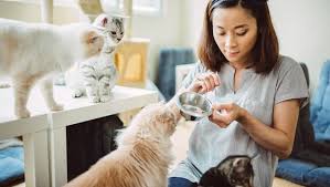 type of cat sitter