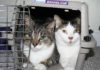 How to get an unwilling cat into a carrier?