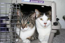How to get an unwilling cat into a carrier?