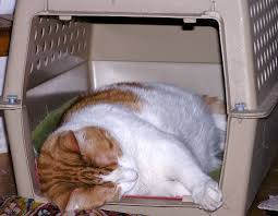 cat inside the carrier