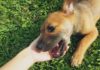 What is pet aftercare