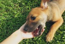 What is pet aftercare