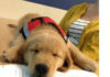 Emotional support animal letter