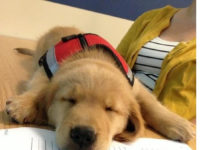 Emotional support animal letter