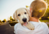 dog care tips