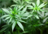 how to use cannabis for health