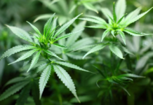 how to use cannabis for health