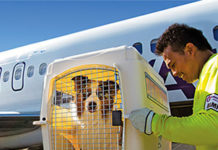 pet transport