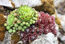 Best Plants for rock garden