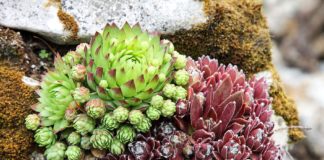 Best Plants for rock garden