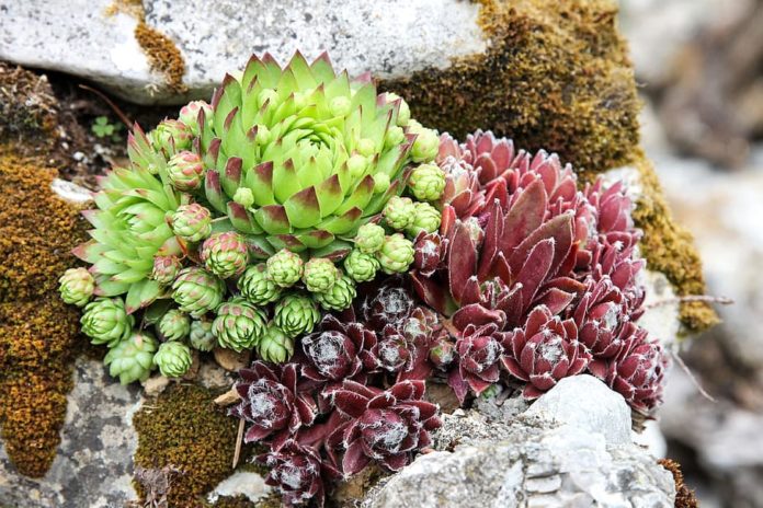 Best Plants for rock garden