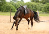 horse training