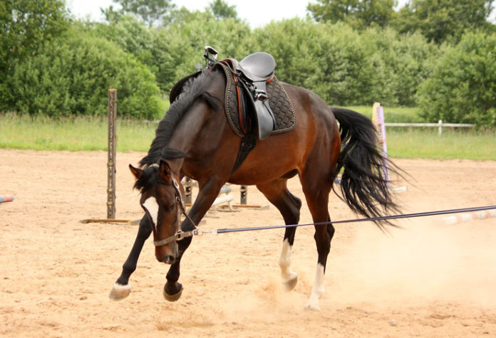 horse training