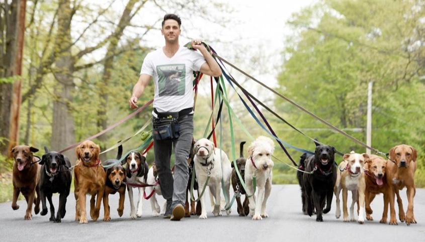 Dog walking jobs cambridgeshire