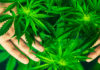 get weed online