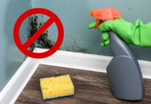 mould removal