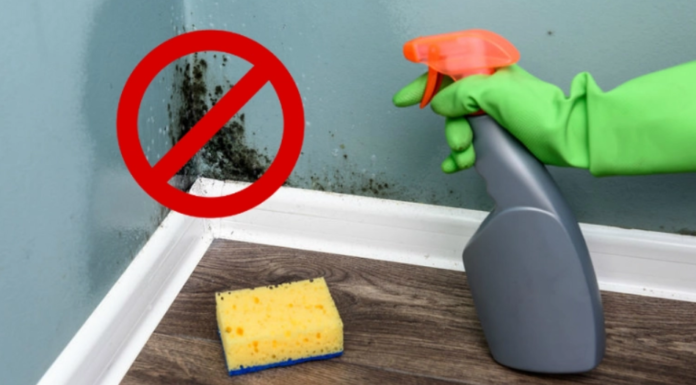 mould removal