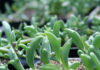 string of dolphins plant