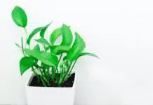 Pothos varieties