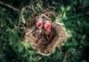 baby robin bird food