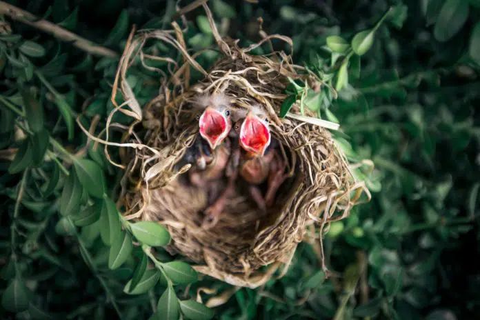 baby robin bird food